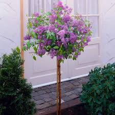 Find discount flowers and cheap flower delivery at proflowers. Bloomerang Purple Lilac Trees For Sale Brighterblooms Com
