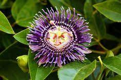 Please visit our other directories: 12 Flora And Fauna Of Dominica Ideas Dominica Flora And Fauna Fauna