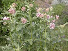 Asclepias Speciosa Showy Milkweed Commonswikipedia Asclepias Milkweed Seeds Milkweed