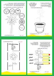 اجزاء النبات بالصور للاطفال تلوين وأنشطة تفاعلية أوراق عمل للأطفال شيت زون Parts Of A Plant Worksheets For Kids Free Kids