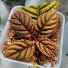 Image result for Ardisia staudtii