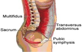 Can chiropractic treat lower back pain? Core Exercise For Lower Back Pain Townsville The Physio Movement