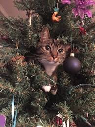 Pin By Navybluecats On Cats N Christmas Trees Christmas Cats Funny Cat Pictures Meowy Christmas