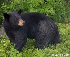 Pin On Bear Hunting