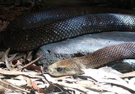 Les serpents sont des reptiles carnivores, dépourvus de membres apparents, plus rarement appelés ophidiens. Australie Un Septuagenaire Decede Apres Avoir Ete