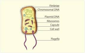 Prokaryotic cells lack internal cellular bodies (organelles), while eukaryotic cells possess them. Eukaryotic And Prokaryotic Cells Similarities And Differences