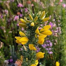 Image result for Ulex
