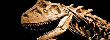 The collagen in bone matrix is the material that is usually used for radiocarbon dating of bone in archaeological samples (olsen et al., 2013; C14 Dinos Creation Com