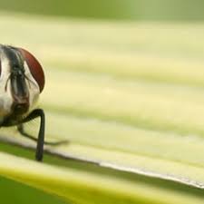 No matter the size of your project, we are here to help. Green Valley Pest Control 22 Photos Pest Control 2705 1188 Howe Street Granville Entertainment District Vancouver Bc Phone Number