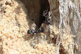 Hiring a exterminator to control pests, you will likely spend between $250 and $400. 3 Things Every Knoxville Homeowner Should Know About Carpenter Ants Russell S Pest Control