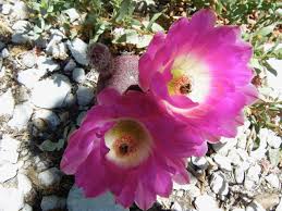 See more ideas about arizona cactus, cacti and succulents, cactus. How To Care For Cacti In El Paso