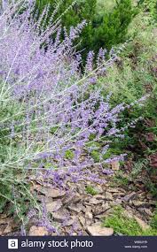 A robust plant, russian sage performs beautifully in hot, dry climates and is drought tolerant once. Perovskia Blue Spire Perovskia Atriplicifolia In A Garden Russian Sage Stock Photo Alamy