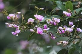 Image result for Scepocarpus trinervis