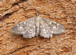 Image result for Anania perlucidalis