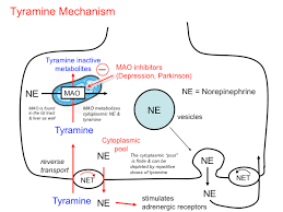 Indirectly Acting Sympathomimetics Tusom Pharmwiki