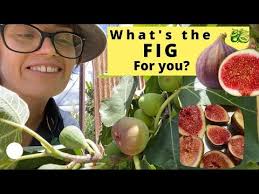 Fig Database®: Blue Provence