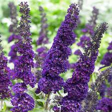 Image result for buddleia davidii