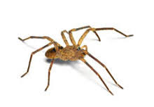 Us pest control company provides as rodent, cockroach, termite, bed bug, ants etc. Pest Control Dublin Meath Kildare Louth Cavan