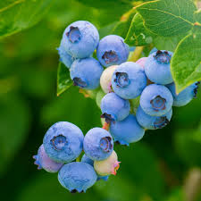 Blueberry Organic Seeds Heirloom Open Pollinated Non Gmo Etsy