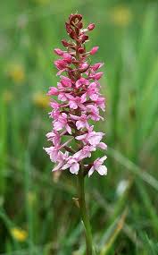 Image result for Eggelingia clavata