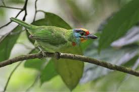 Image result for Burttia prunoides