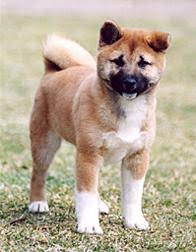 Kopek Cinsleri Pedigree