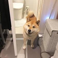 なんか隣の田んぼからすごいモーター音や水音がしてて ムズくんがビビって我が家から退出したがらなくて困った困った 歯磨きしてるわたしにまでついて来る始末 まぁパパママも様子見に出てきたのであとは任せちゃお おやムズなさい 柴犬 shibai shiba inu