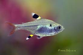 x ray tetra peces tetra acuariofilia peces