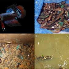 There are 8 wild betta for sale on etsy, and they cost 107,11 $ on average. Wild Betta Splendens From The Adelaide River Floodplain Australia Download Scientific Diagram