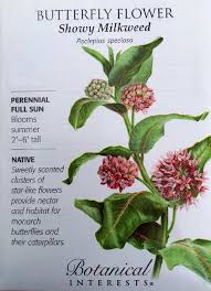 Showy Milkweed Butterfly Flower Seeds 150 Mg Asclepias Speciosa Monarch Butterfly Garden Milkweed Garden Butterfly Garden Plants