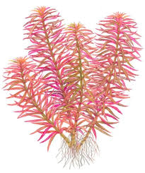 Image result for Limnophila ceratophylloides