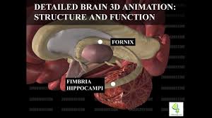 The hindbrain controls the body's vital functions such as respiration and heart rate. 3d Animation Of Full Human Brain Anatomy And Function 3dbiology Com
