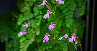 Image result for Cynorkis debilis