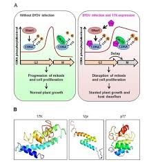 Maybe you would like to learn more about one of these? How Plant Protein Disrupts Cell Division To Promote Propagation