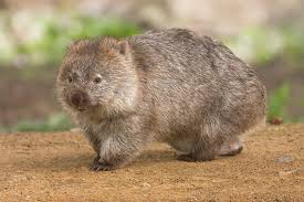 Image result for Southern hairy-nosed wombat