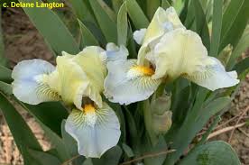 MdbJollyJoey < Main/Mdb < Iris Wiki