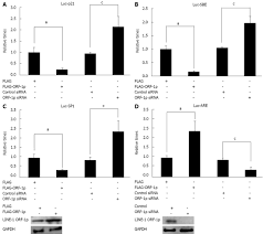 The new look was created in a cooperation between dmc, united senses and orf. Long Interspersed Nuclear Element Orf 1 Protein Promotes Proliferation And Resistance To Chemotherapy In Hepatocellular Carcinoma