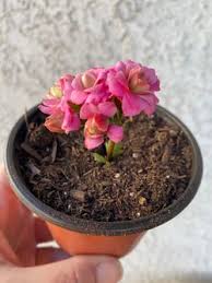 Image result for Kalanchoe crenata