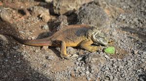 Prickly pears are the fruit of the nopales cactus, and the brightly colored, prickly fruit is quite delicious with a sort of citrus/watermelon flavor. Iguana Eating Cactus Fruit Youtube