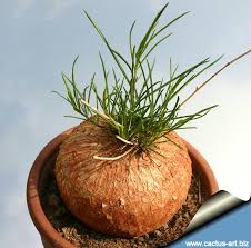 Image result for Ipomoea bolusiana