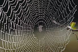 Black widows have a strong web, he said. Science In Seconds Blog Spider Web Spider Black Widow Spider