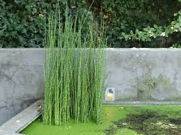 Hallo, bloß nicht den garten umgraben und die wurzeln noch mehr in alle richtungen verstreuen. Winter Schachtelhalm Finde Deine Neue Staude Online Ratgeber