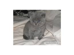 We are members of cfa and tica. Very Cute British Short Hair Kittens Cebuclassifieds