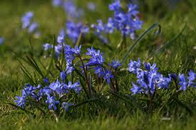 These stunning bouquets will make a perfect alternative to asda, sainsburys or tesco flowers delivery & all these bouquets come with free uk next day delivery. Small Blue Flowers For Growing Now Easton Estate And Walled Gardens