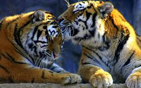 Hd Wallpaper Weasel Predators Tigers Caring Animal Feline Animal Themes Wallpaper Flare Bengal tiger, siberian tiger, malayan tiger, indochinese tiger, sumatran tiger and south china tiger are the living subspecies of tiger. wallpaperflare
