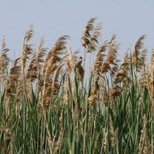 Image result for Phragmites australis