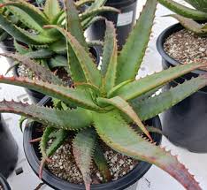 Image result for Aloe greatheadii