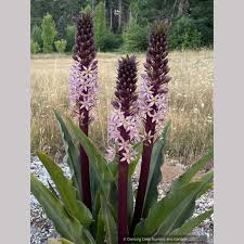 Image result for Eucomis