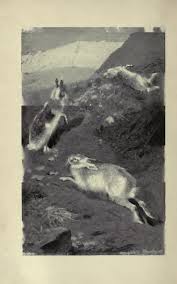 The hare: National history