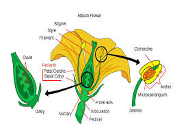 What Are Important Diagrams For Class 12 Biology Board Exam